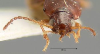 Media type: image;   Entomology 5578 Aspect: head frontal view